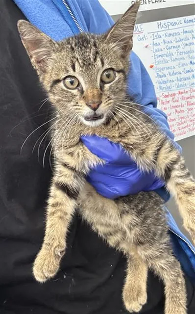 A baby medium-sized male Domestic Short Hair cat named Buddy for adoption in Dallas, TX