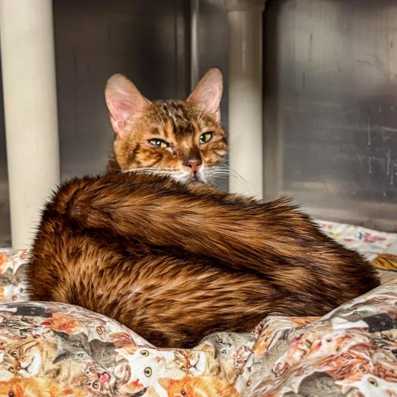 A senior medium-sized female Brown / Chocolate Domestic Short Hair cat named Bitsy Avail By Appt for adoption in Kennebunk, ME