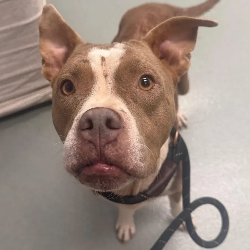 An adult medium-sized female Brown / Chocolate Pit Bull Terrier dog named Gemma for adoption in Abilene, TX