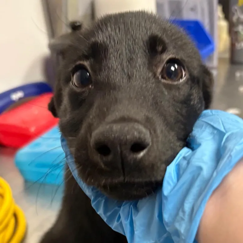 A baby small-sized male Black Mixed Breed dog named Sullivan for adoption in Yuma, AZ