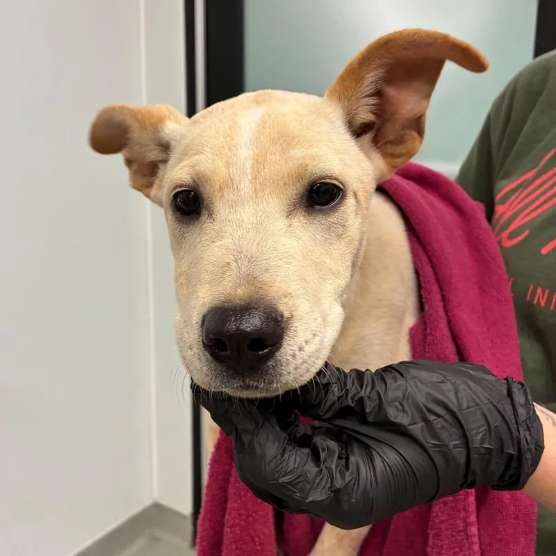 A baby small-sized female White / Cream Mixed Breed dog named Sunny for adoption in Abilene, TX