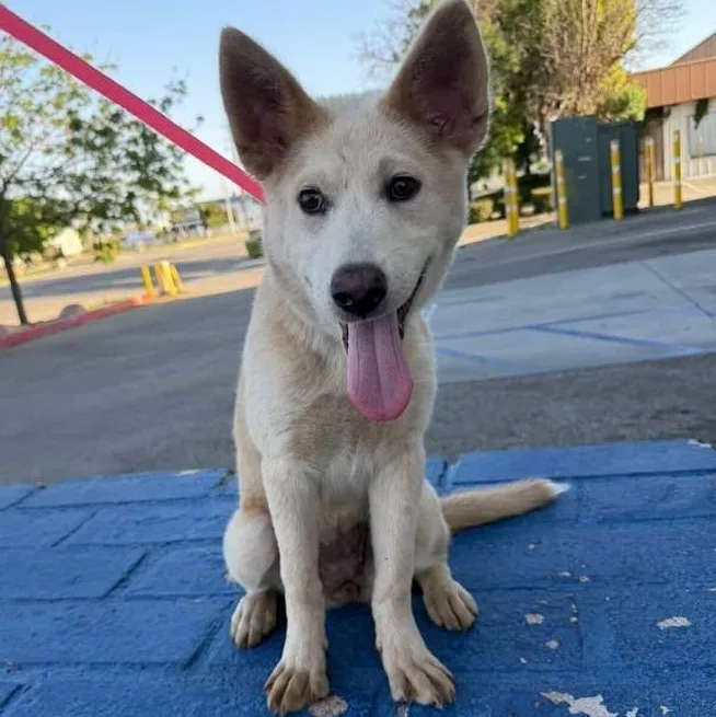 A baby medium-sized female White / Cream Husky dog named Butter Cream The  for adoption in Studio City, CA