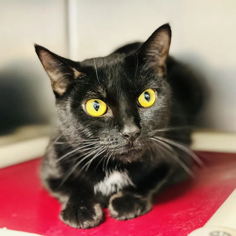An adult medium-sized female Black Domestic Short Hair cat named Faith for adoption in Manahawkin, NJ