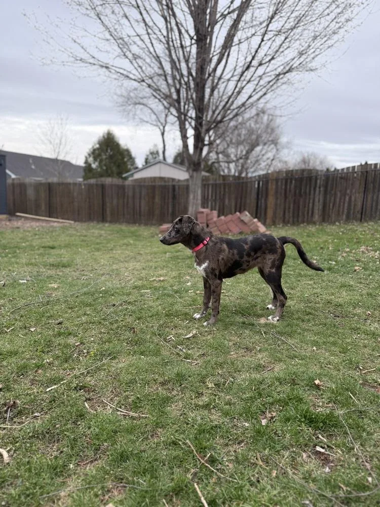 A young medium-sized female Catahoula Leopard Dog dog named Pansy Posy for adoption in Waunakee, WI