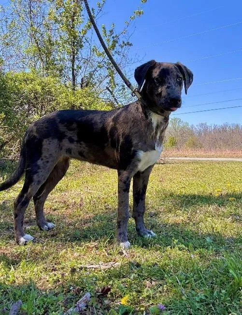 Pansy Posy thumbnail 2