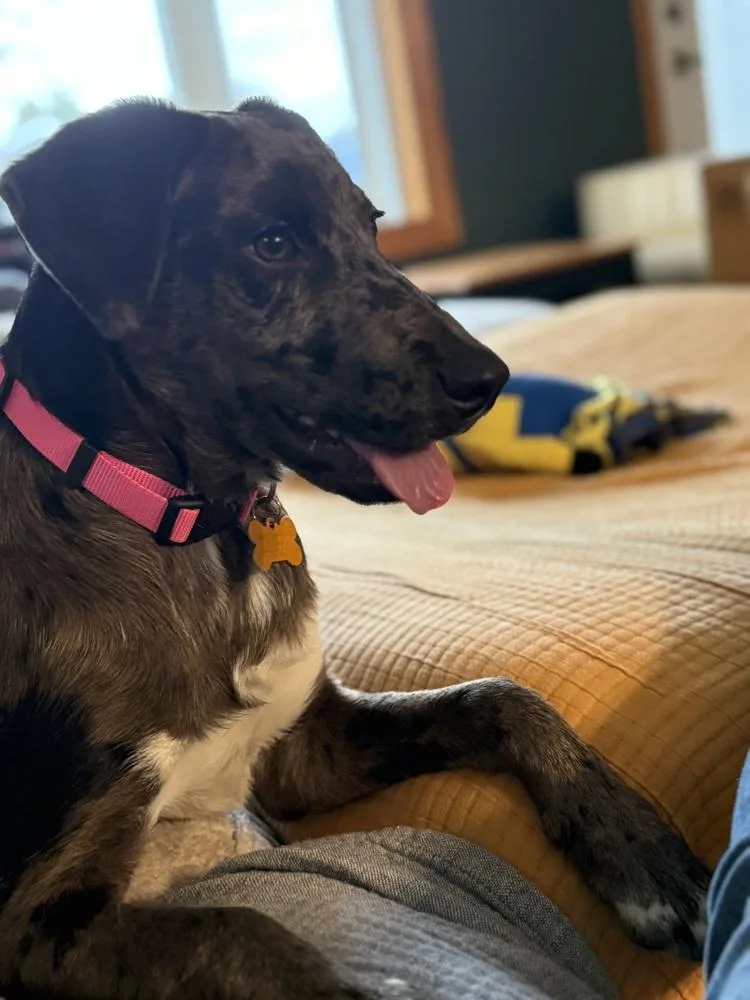 Pansy Posy thumbnail 3