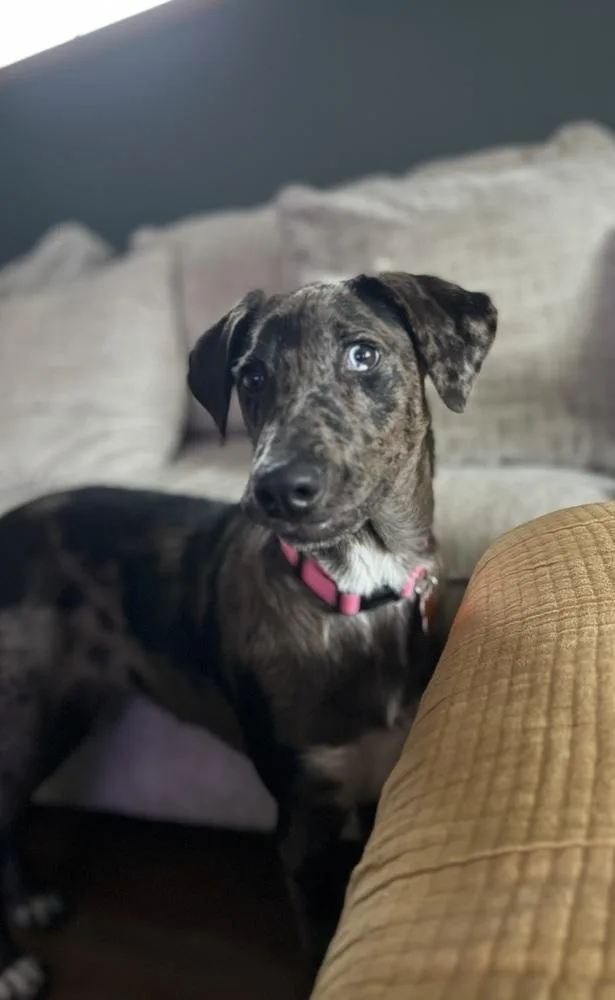 Pansy Posy thumbnail 4