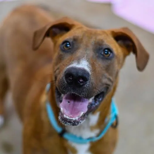 An adult medium-sized female Red / Chestnut / Orange Mixed Breed dog named Red for adoption in Defuniak Springs, FL