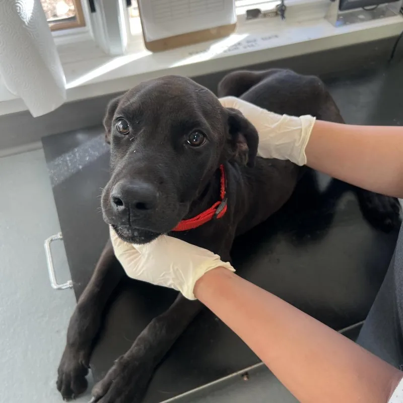 A young medium-sized male Black Doberman Pinscher dog named Skor for adoption in Austin, TX