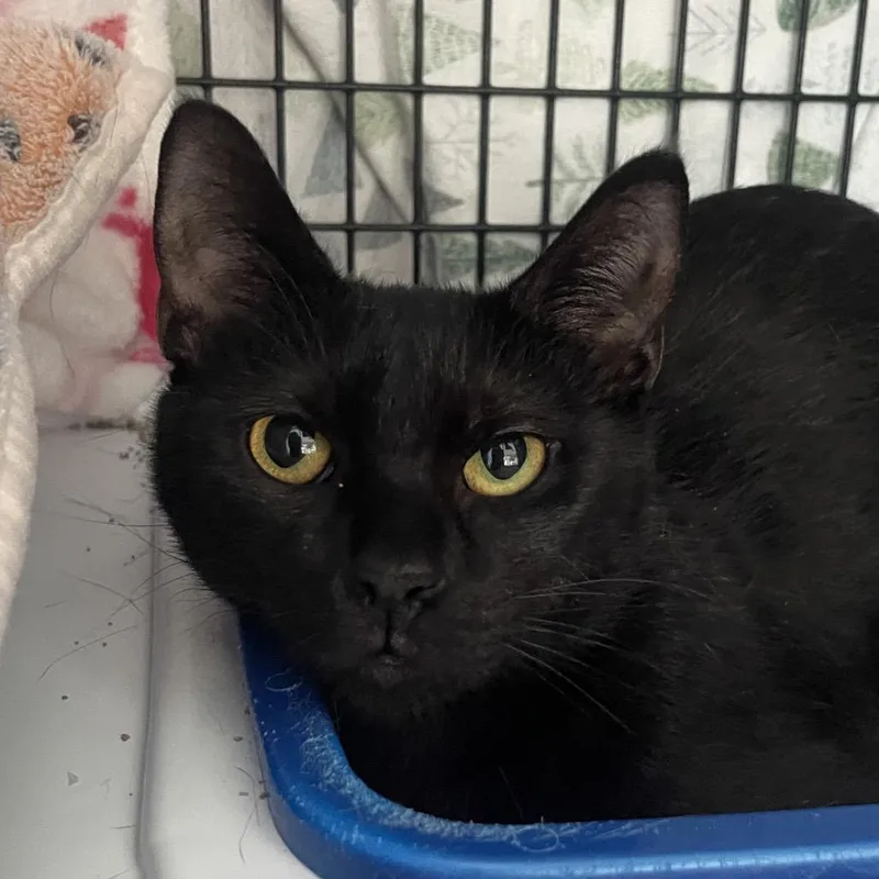 An adult medium-sized female Black Domestic Short Hair cat named Marzen for adoption in Chicago, IL