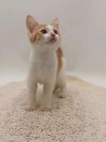 A baby small-sized male Domestic Short Hair cat named Asher for adoption in Bowling Green, KY
