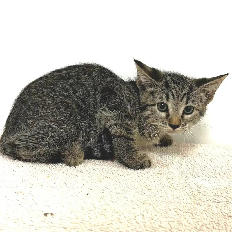 A baby small-sized female Domestic Short Hair cat named Francesca for adoption in Warrensburg, MO