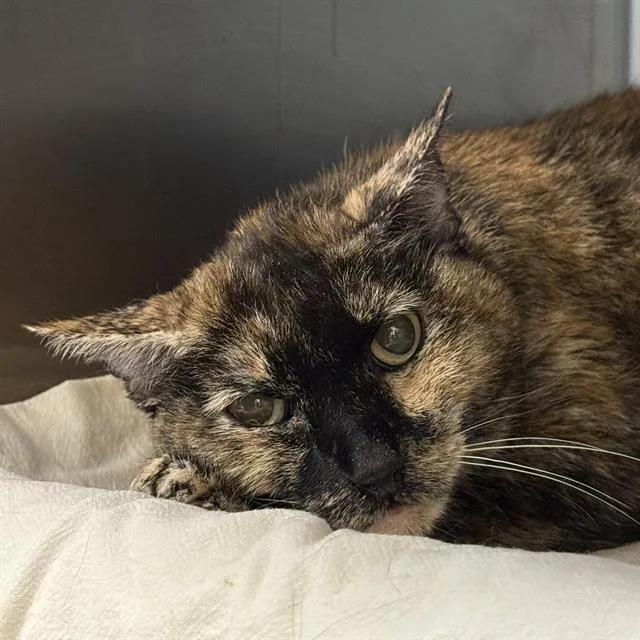 An adult large-sized female Domestic Short Hair cat named Amillia for adoption in Las Vegas, NV