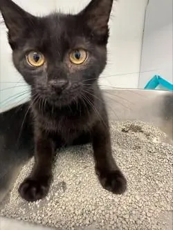 A baby medium-sized female Black Domestic Short Hair cat named Mrs Princess Sweater for adoption in Manassas, VA