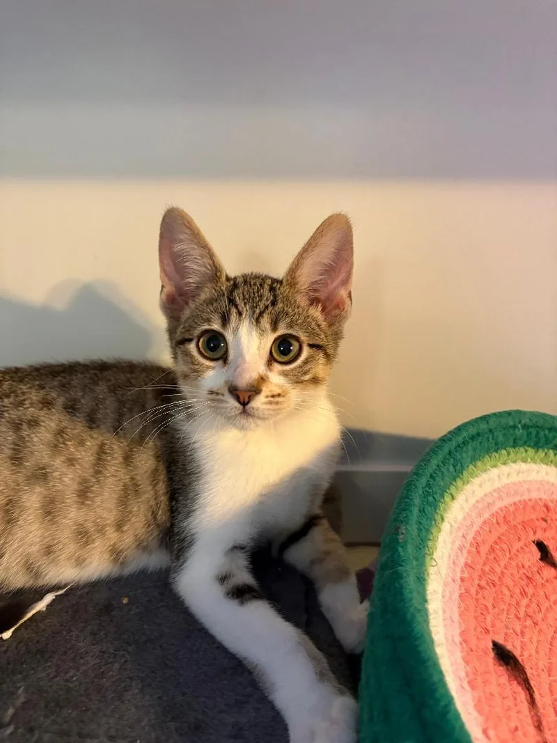 A baby medium-sized female Gray / Blue / Silver Domestic Short Hair cat named Sis for adoption in Antioch, CA