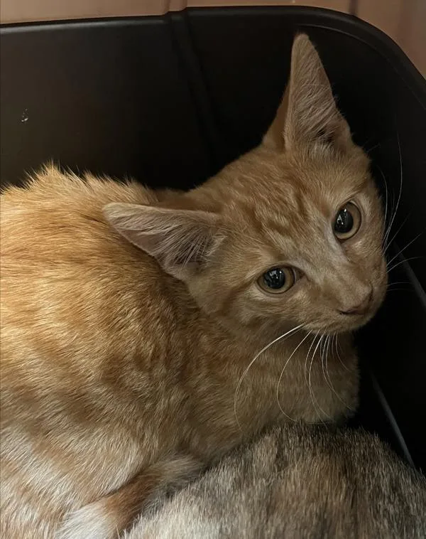 A baby small-sized male Domestic Short Hair cat named Roger for adoption in San Diego, CA