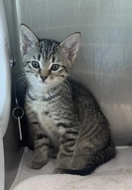 A baby small-sized female Domestic Short Hair cat named Brownie for adoption in West Chester, PA