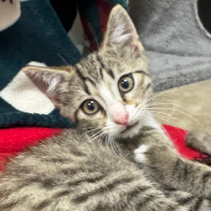 A baby small-sized male Brown / Chocolate Domestic Short Hair cat named Schmidt for adoption in York, PA