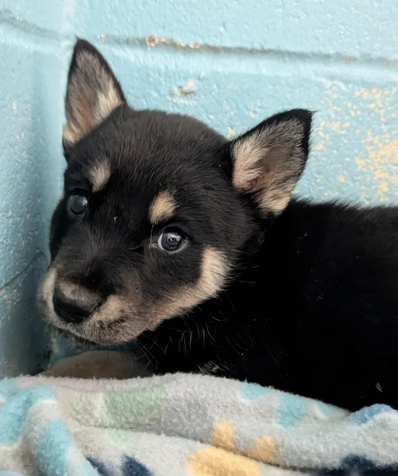 A baby medium-sized male Husky dog named Simba for adoption in Seven Points, TX