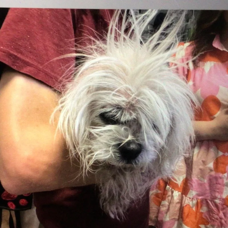 A senior small-sized female Shih Tzu dog named Boba for adoption in New Orleans, LA