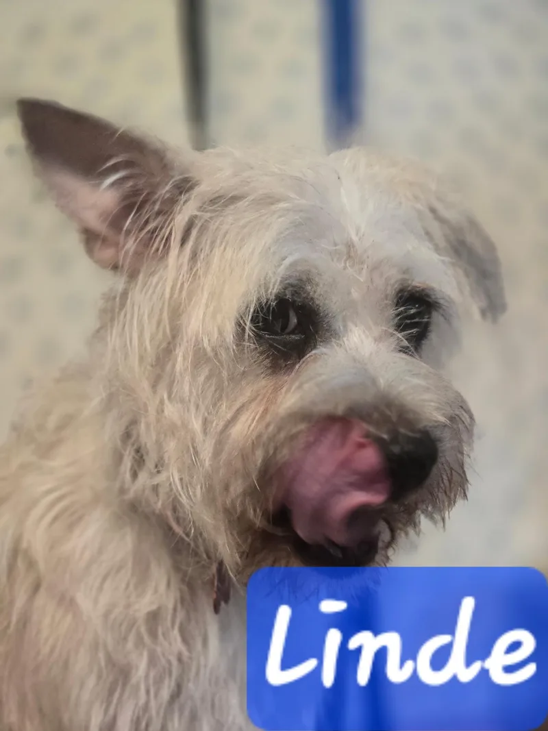 An adult small-sized female White / Cream Terrier dog named Linde for adoption in Tulsa, OK