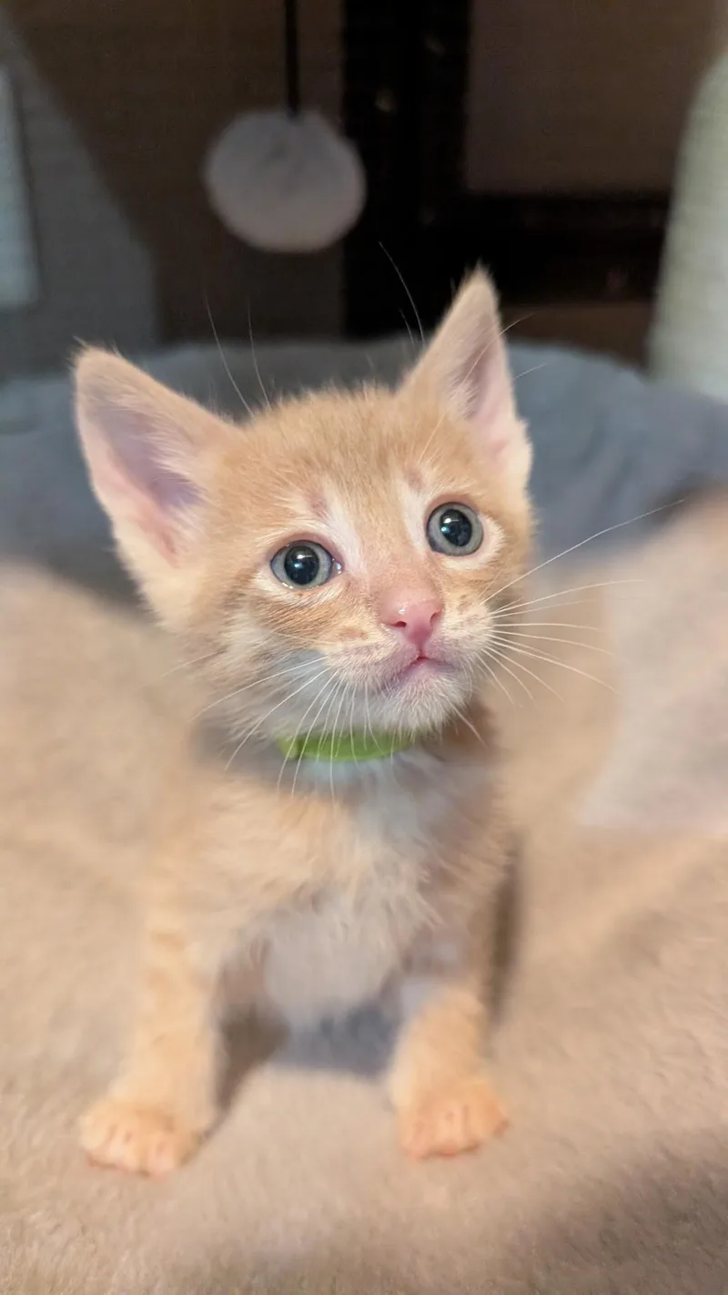 A baby medium-sized male Orange / Red Tabby cat named Clover for adoption in Lodi, CA
