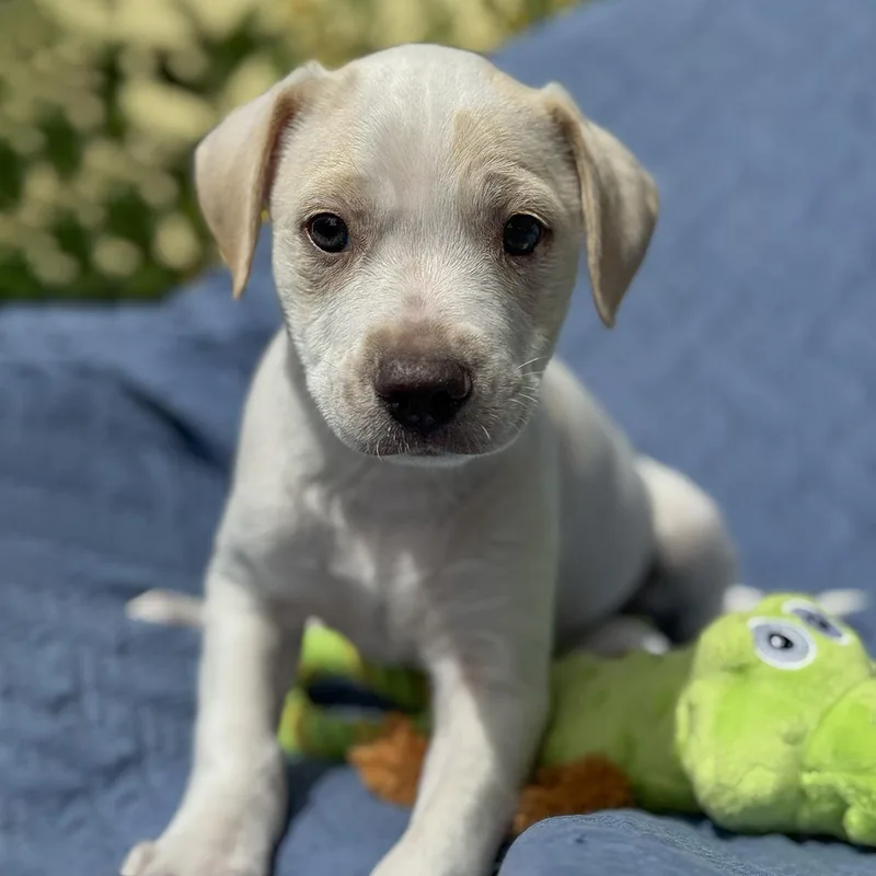 A baby medium-sized male Spaniel dog named Cheers Pup  Sam for adoption in San Diego, CA
