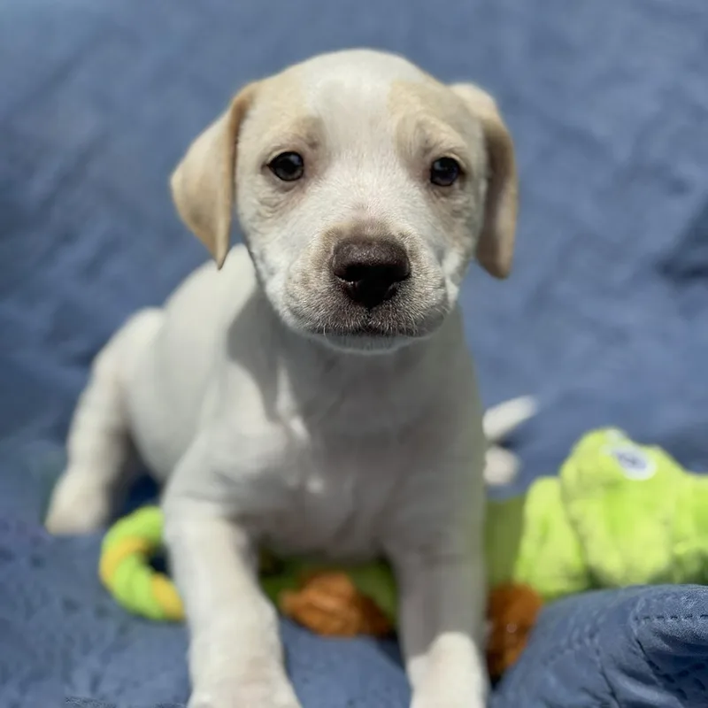 Cheers Pup  Sam thumbnail 2