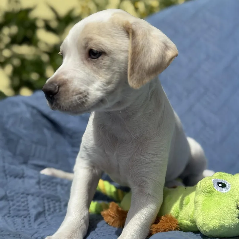 Cheers Pup  Sam thumbnail 3