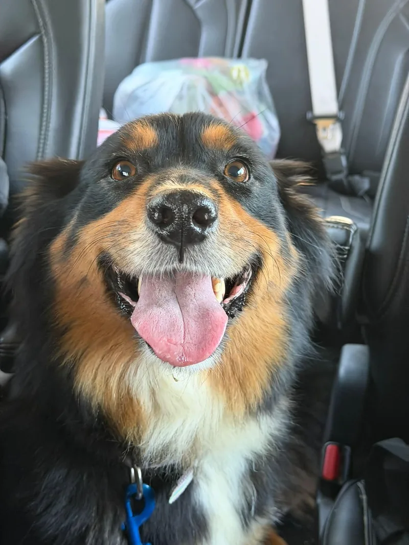 An adult medium-sized female Australian Shepherd dog named Delta for adoption in Bishopville, SC