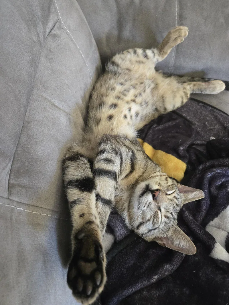 An adult medium-sized male Domestic Short Hair cat named Mr. Boy for adoption in Davis, CA
