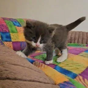 A baby small-sized male Gray / Blue / Silver Domestic Short Hair cat named Cold Brew for adoption in South Elgin, IL