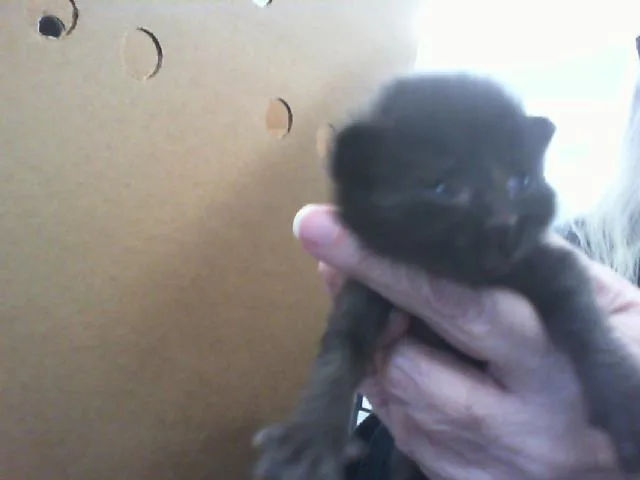 A baby small-sized male Domestic Short Hair cat named Soot for adoption in Charlotte, NC