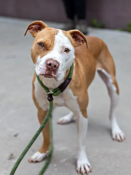 An adult large-sized male Mixed Breed dog named Rubble for adoption in Chamblee, GA