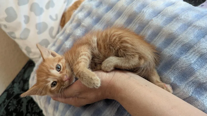 A baby small-sized male Domestic Short Hair cat named Elmer for adoption in Long Beach, CA
