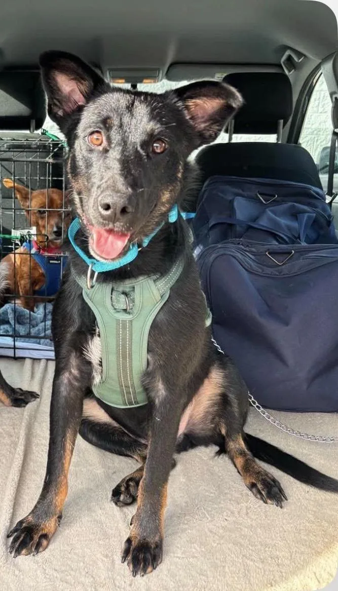 A young medium-sized male Black Cattle Dog dog named Moe for adoption in richmond, ME