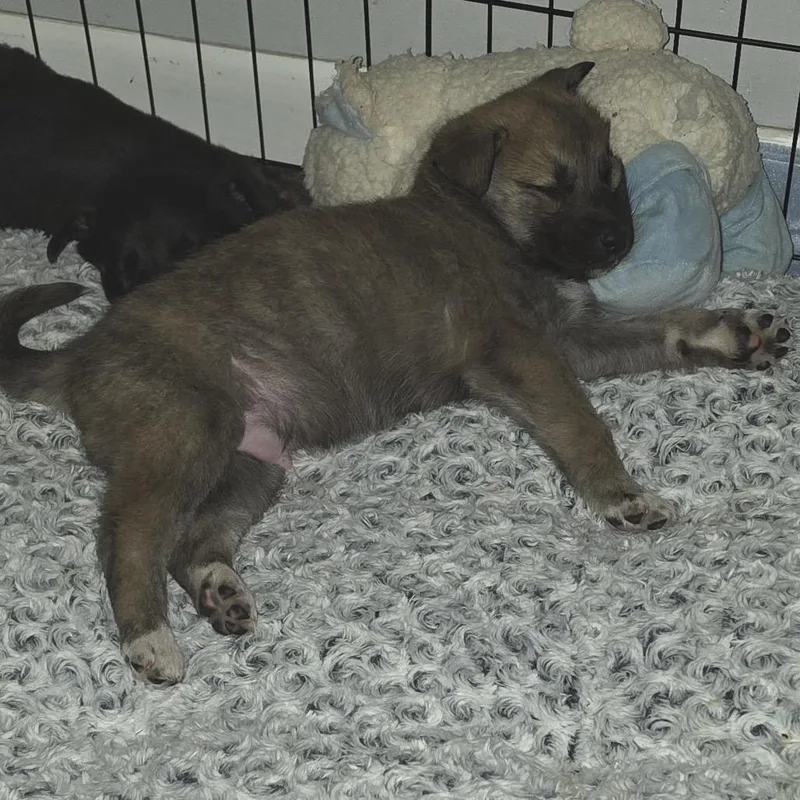 A baby small-sized male Brown / Chocolate Mixed Breed dog named Grillo for adoption in Buffalo, MN