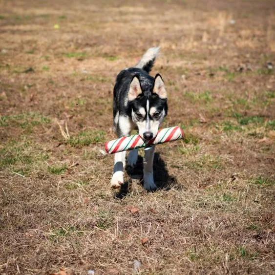 A young medium-sized male Black Husky dog named Teddy  BREED EXPERIENCE for adoption in Stafford, VA