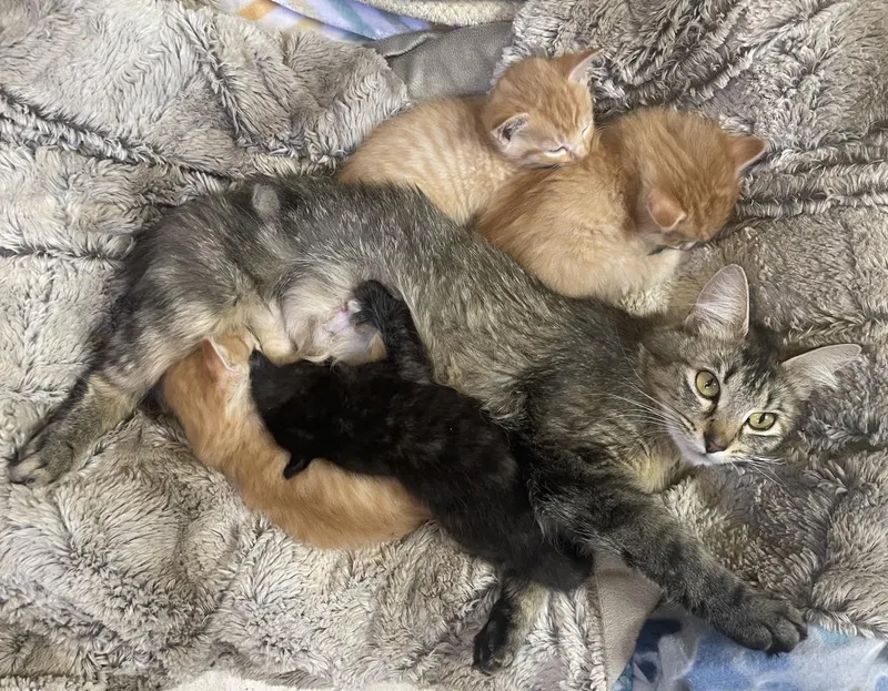 A young medium-sized female Tabby cat named Rosie for adoption in Stagecoach, NV