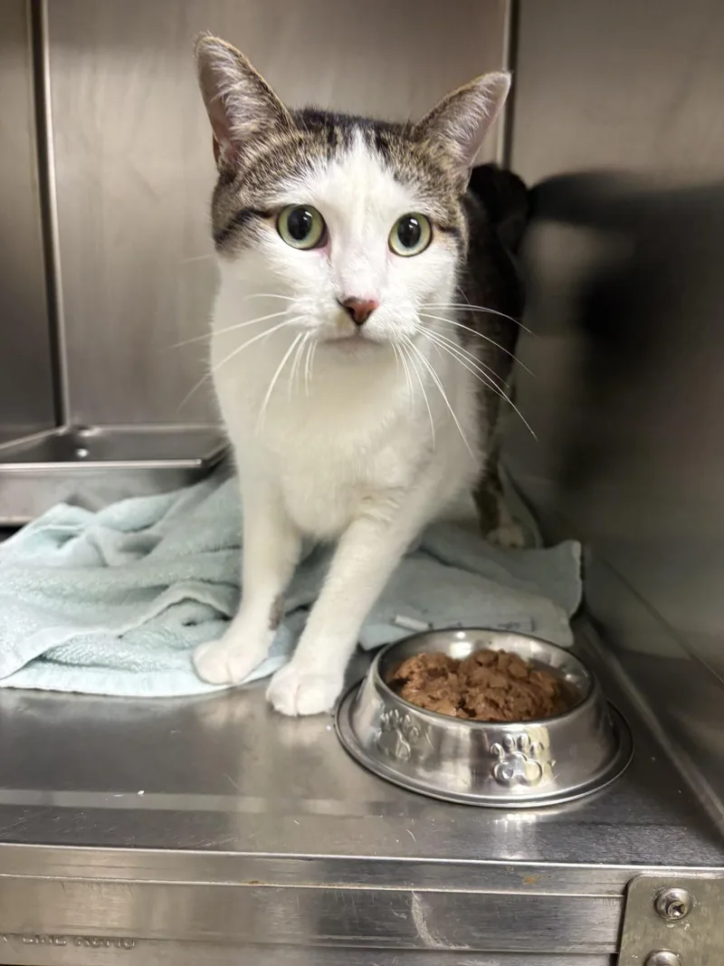 An adult medium-sized female Domestic Short Hair cat named "Clue" for adoption in Leavenworth, KS
