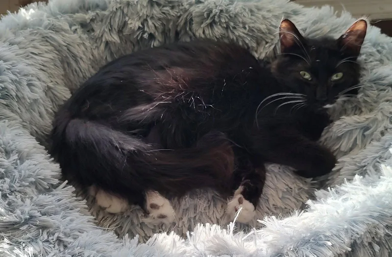 A young medium-sized male Domestic Medium Hair cat named Rowyn for adoption in Phoenix, AZ