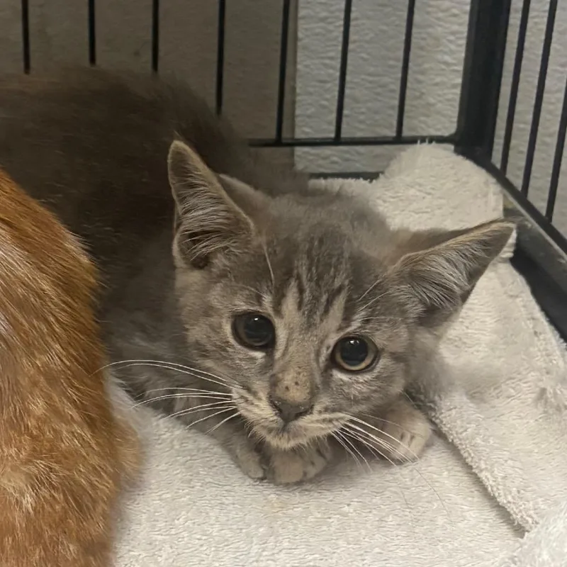 An adult small-sized female Gray / Blue / Silver Domestic Short Hair cat named Nina for adoption in Yuma, AZ