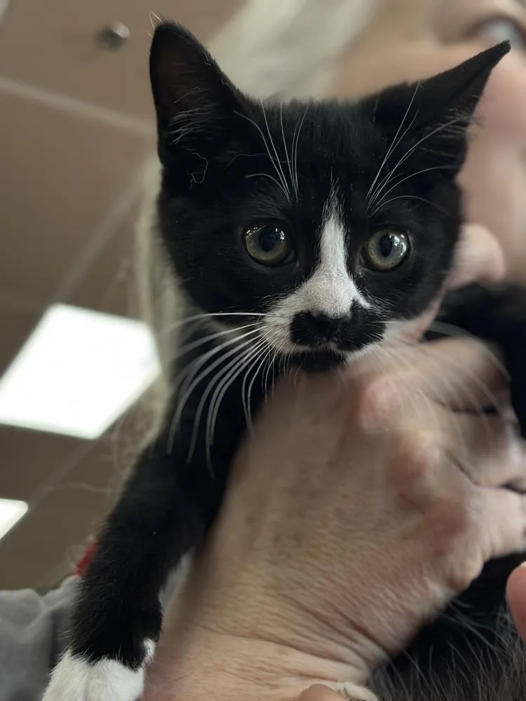 Tootles And Tiger Lily