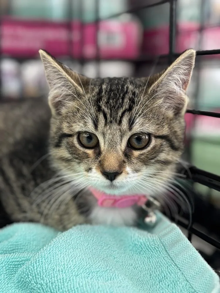 Tootles And Tiger Lily thumbnail 2