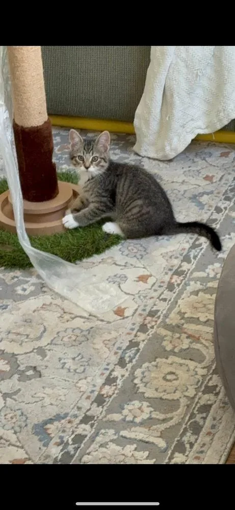 Tootles And Tiger Lily thumbnail 3