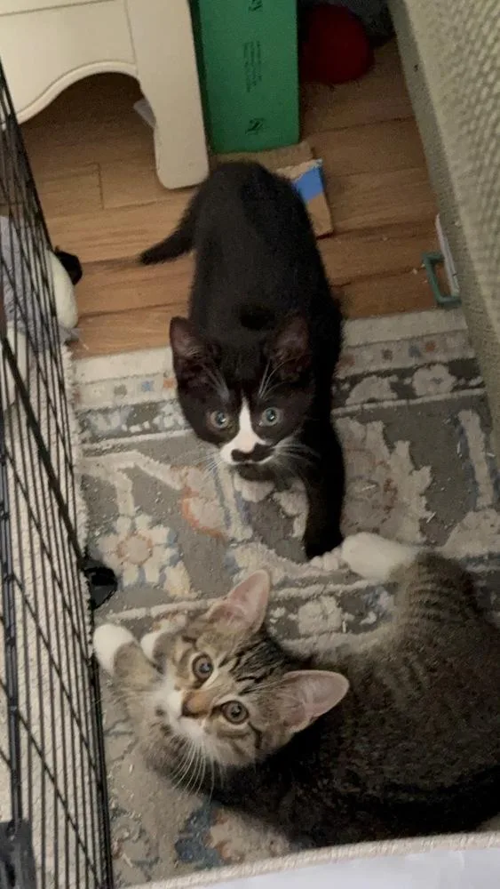 Tootles And Tiger Lily thumbnail 4