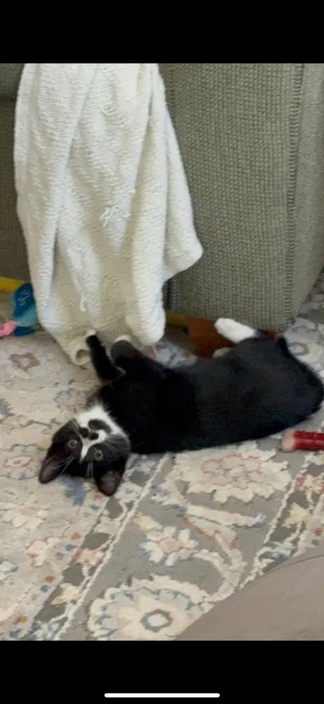 Tootles And Tiger Lily thumbnail 5