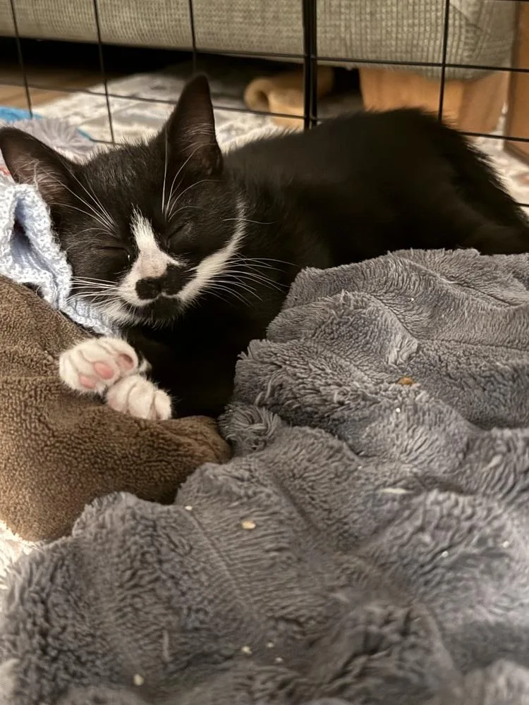 Tootles And Tiger Lily thumbnail 6