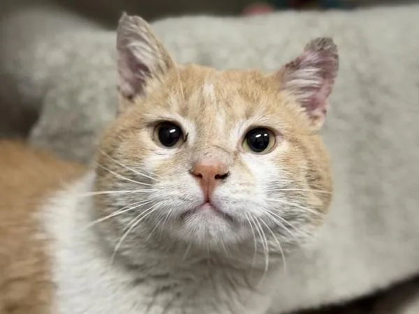 Cheddar Bay Biscuit thumbnail 2