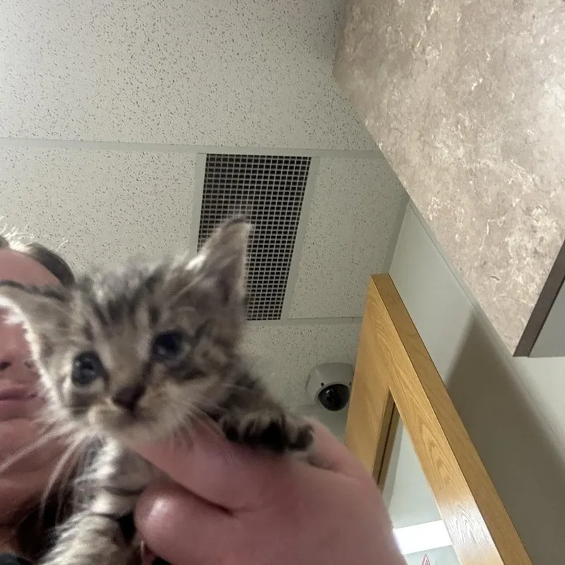 A baby small-sized male Brown / Chocolate Domestic Short Hair cat named Lugnut for adoption in Ottawa, KS